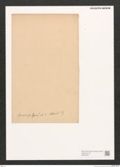 Diatomeae indet. Zeichnungen Sammlung Grunow (NHMW-BOT-W0372427)